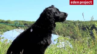 Dogs welcome at Eden Project Cornwall [upl. by Nylikcaj]