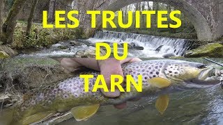 Pêche à la truite Fariosauvagedu Tarn Avril 2019 [upl. by Sedlik653]