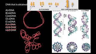 rDNA dsDNA mtDNA cDNA ssDNA explained [upl. by Ocramed]