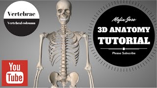 Anatomy of Vertebral column 3D Tutorial  Cervical Thoracic Lumbar and Sacral Regions [upl. by Stich790]