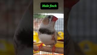 Male zebra finch  Finch bird  zebrafinch finch youtubeshorts shorts birds nature [upl. by Nedap]