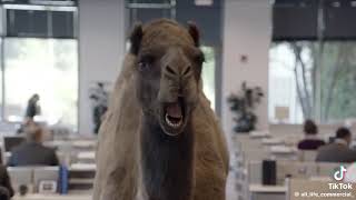 Geico commercial Hump day 2013 [upl. by Gigi]