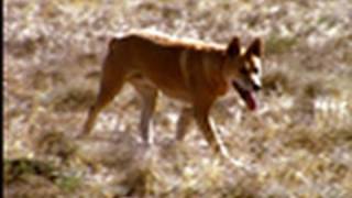 Dingo vs Kangaroo  National Geographic [upl. by Spearing]