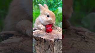 The little rabbit eats strawberries like it is wearing lipstick Cute pet debut plan Rabbit P [upl. by Ahseinek396]