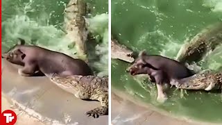 When a Crocodiles Attack Pig [upl. by Giefer174]