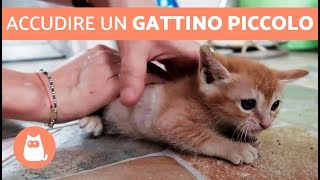 Accudire un GATTINO PICCOLO [upl. by Fatsug]