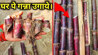 अब अपने पे ही गन्ना उगाये  How To Grow Sugarcane at Home  गन्ने को घर के गमले मे कैसे लगाए  Grow [upl. by Durant]