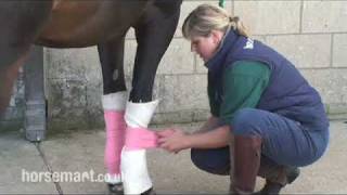 How to bandage your stable horse [upl. by Pesek]