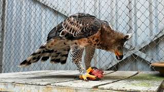 Dining with crowned eagle [upl. by Annayhs66]