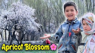 Spring Season in My Village 😱 Apricot Blossom 🌸  Khobsurat Nazara 🤩 [upl. by Tallula]