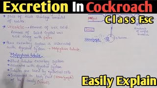 Excretion In Cockroach  Malpighian Tubules  Class 12 Biology [upl. by Eidissac]