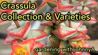 Crassula Collection Species and Varieties Update  A Detailed Tour [upl. by Lrac]