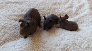 Hairless Guinea Pig amp Cute Babies [upl. by Ogeid496]