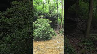 Mountain River Sounds at Tucquan Creek  ASMR Nature Relaxation ASMR NatureSounds shorts [upl. by Kano61]