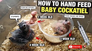 HOW TO HAND FEED COCKATIEL [upl. by Ingalls]