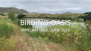 Birding Oasis  Whelan Lake June 2024 [upl. by Hairahcez]