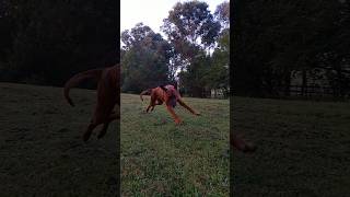 My Ridgeback Loki has 100 record of escape 😅 slow motion ridgeback dog australia [upl. by Braeunig266]