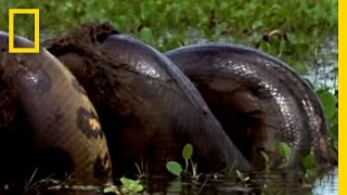 Anaconda vs Mammal  National Geographic [upl. by Bev]