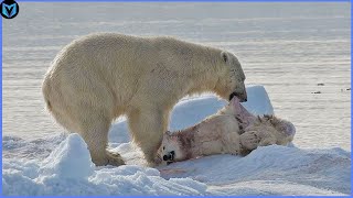 5 Unbelievable Polar Bear Attacks Caught On Camera [upl. by Tonl]