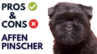 Affenpinscher Pros and Cons  Affenpinscher Dog Advantages and Disadvantages [upl. by Gitlow306]