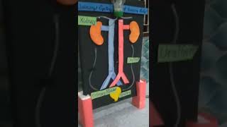 Urinary System Of Human Body  CLASS 7TH Project Fiza Anwar [upl. by Amat392]