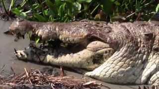 Largest Caiman del Orinoco in captivity close to 5 mt long Puerto Miranda Guarico Venezuela [upl. by Eshelman]