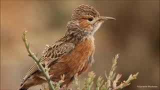 16 lark calls from southern Africa [upl. by Aratehs]