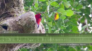 Eclectus Parrot Sounds amp Calls [upl. by Llenaj]