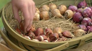 How to Grow Spring Bulbs  Mitre 10 Easy As Garden [upl. by Albin]