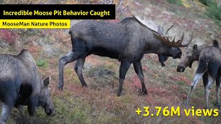 Moose Pit Behavior Caught On Camera [upl. by Adlesirg]