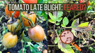 How to Identify and Cure Late Blight of Tomato Phytophthora infestans [upl. by Lletram]