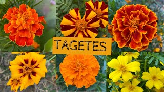 Varför odlar jag TAGETES i växthuset och vilka SORTER odlar jag i år Ta egna frön från tagetes [upl. by Sondra]