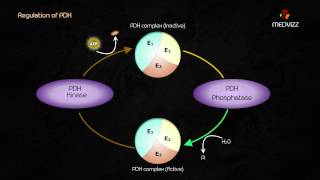 Purine nucleotide synthesis AMP and GMP [upl. by Charpentier343]