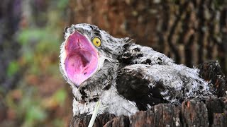 POTOO  Masters of Camouflage in the Bird Kingdom [upl. by Undine]