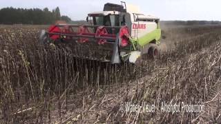 Récolte dune parcelle de Tournesol avec une Claas Lexion 450 [upl. by Hairahcez63]