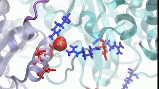 Deciphering Intrinsic Intersubunit Couplings that Lead to Sequential Hydrolysis of F1ATPase Ring [upl. by Jordanson]