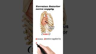 serratus anterior nerve supply [upl. by Hsirk]