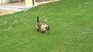 gatto siamese che miagolasiamese cat meowing [upl. by Kathryne]