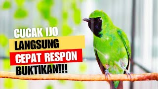 SUARA BURUNG MASTERAN Cucak Ijo gacor AMPUH buat PANCINGAN Ijo agar bunyi burung Ijo Supaya gacor [upl. by Jeroma]