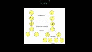 Forsdyke Evolution Academy 0110 Division of GermLine Cells [upl. by Carter805]