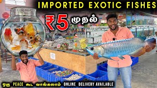 வெறும் 5 ரூபாய்க்கு கலர்கலரா  Imported Exotic Fishes  Delivery Available [upl. by Yenal600]