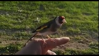 JILGUERO DOMÉSTICO CANTANDO EN LIBERTAD 🐦Curiosidades de aves [upl. by Orlene]