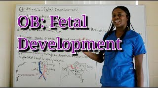 Obstetrics Fetal Development [upl. by Lekar]