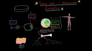 MCAT Stem Cells Totipotent Pluripotent multipotent and Embryology blastulation gastrulation [upl. by Brandenburg]