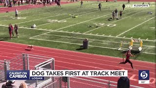 Video of dog joining high school track race goes viral [upl. by Roti]