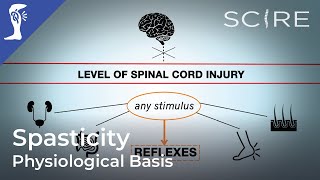 Spasticity and Spinal Cord Injury Physiological Basis [upl. by Eulalee]