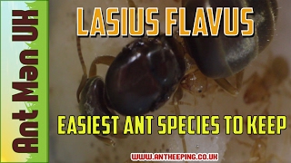 Easiest Ant Species To Keep  Lasius Flavus [upl. by Beutler]