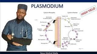 Plasmodium life cycle of malaria parasite symptoms diagnosis and treatment [upl. by Vastha556]