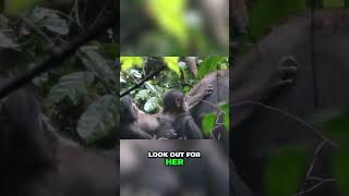 Bonobo Sibling Bonds Pan and Petos Adventures with Mum Pembe animal animaldocumentary wildlife [upl. by Hillary]