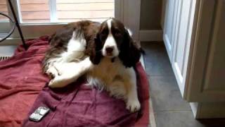 Howling Springer Spaniel [upl. by Peedsaj]